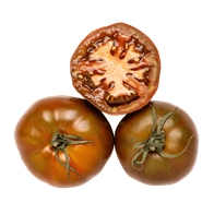 Bøftomater kakao 10x500 g
