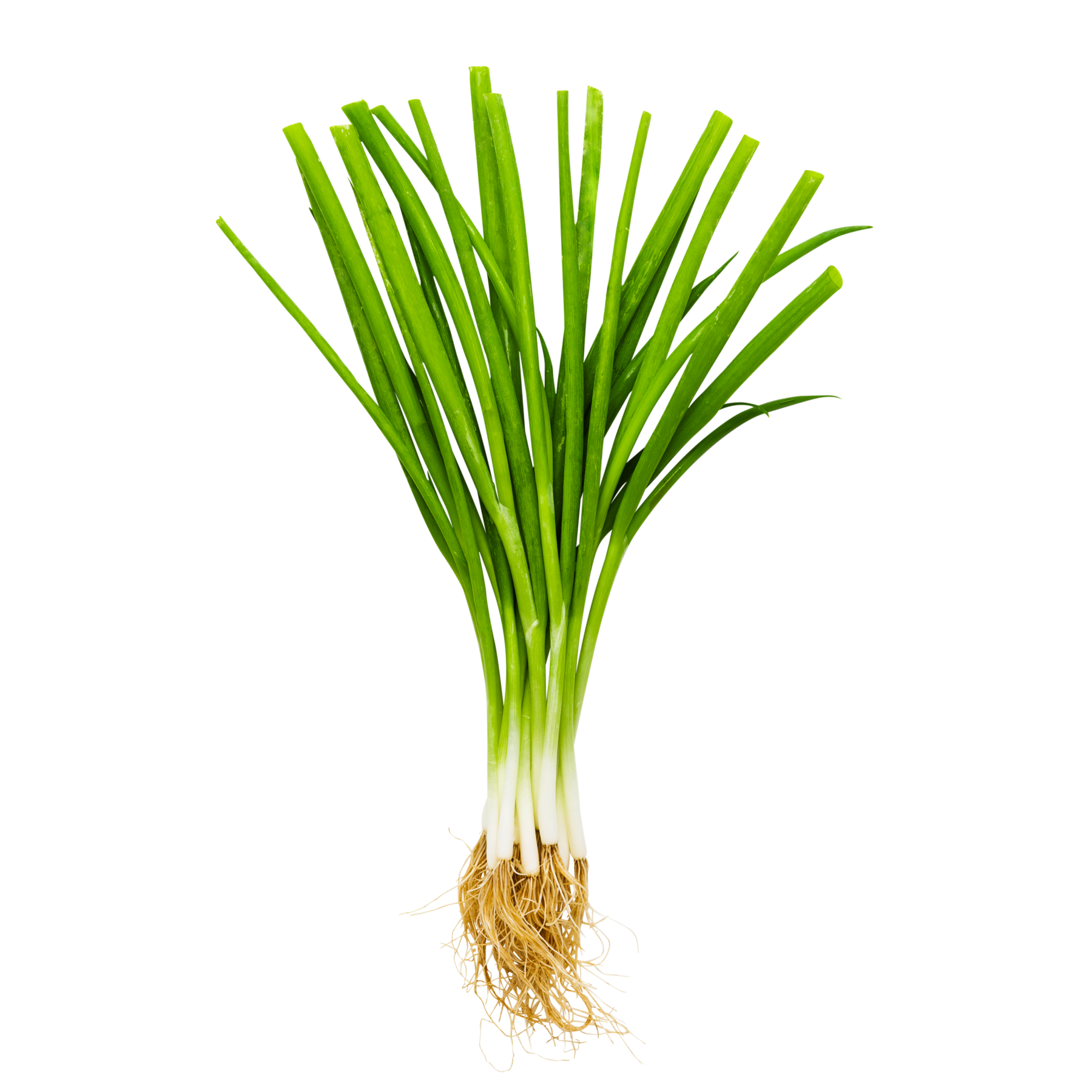 Forårsløg 10x120 g+