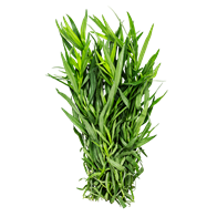Fransk estragon 40 g DK
