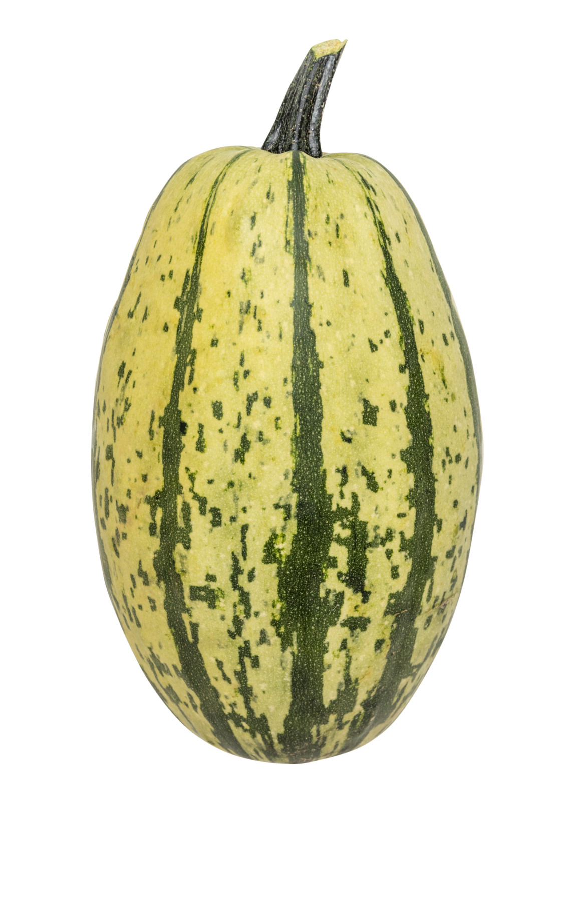 Spaghettisquash 10x800-1200gDK